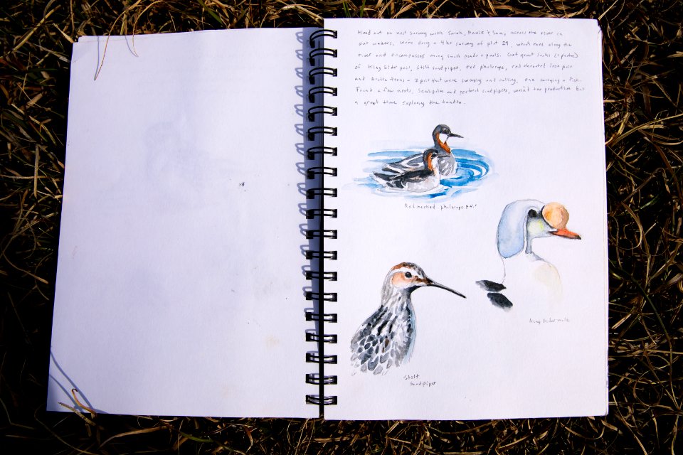Arctic Bird Fest 2019