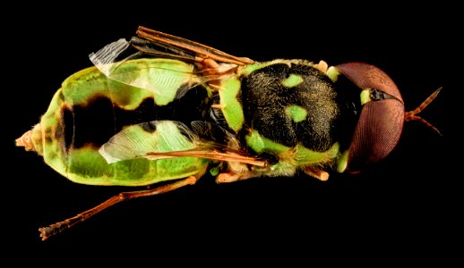 Soldier Fly, U, Back, SD, Pennington County 2013-08-08-14.42.54 ZS PMax photo