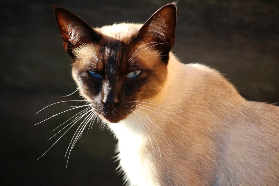 Siamese cat mieze breed cat