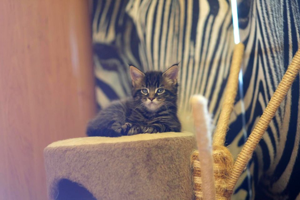 Chatons GALIT 13.12.2015 - Février 2016