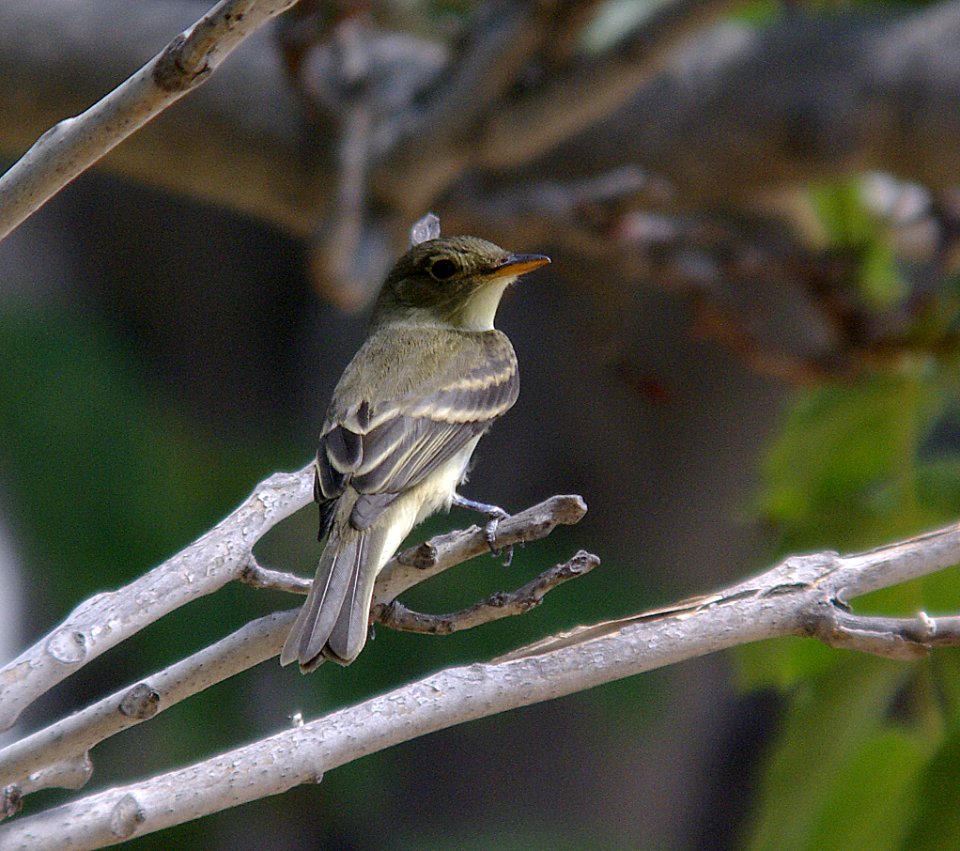 FLYCATCHER, WILLOW (8-29-07) mu ranch -03