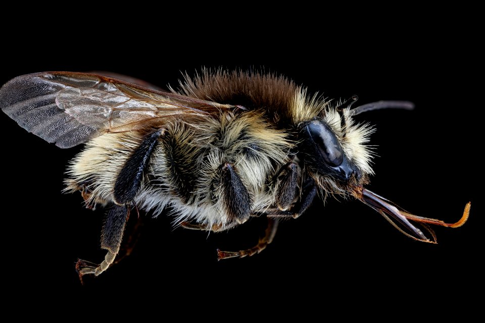 Bombus humilis, m, right, Podunajska, Slovakia 2019-12-16-21.25.16 ZS PMax UDR