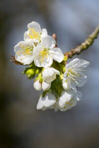 Orchard apple blossom spring