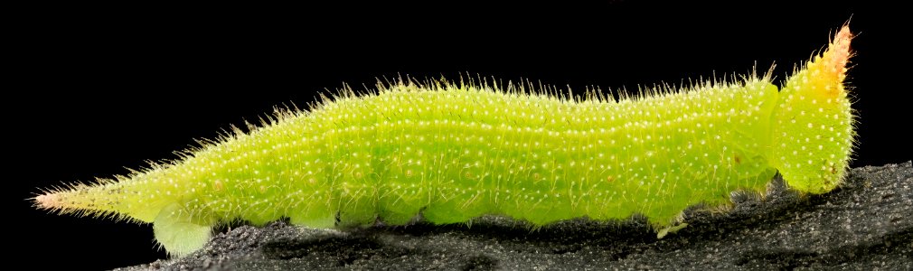 Northern Pearly Eye, Side, Beltsville, MD 2013-10-25-10.28.43 ZS PMax photo