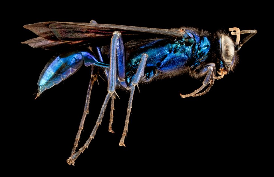 Chalybion californicum, F, side, MD, PG County 2013-08-08-14.01.04 ZS PMax