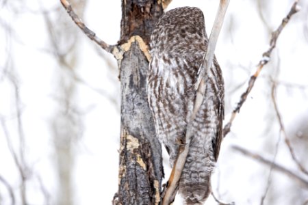 Great gray owl, Strix nebulosa.