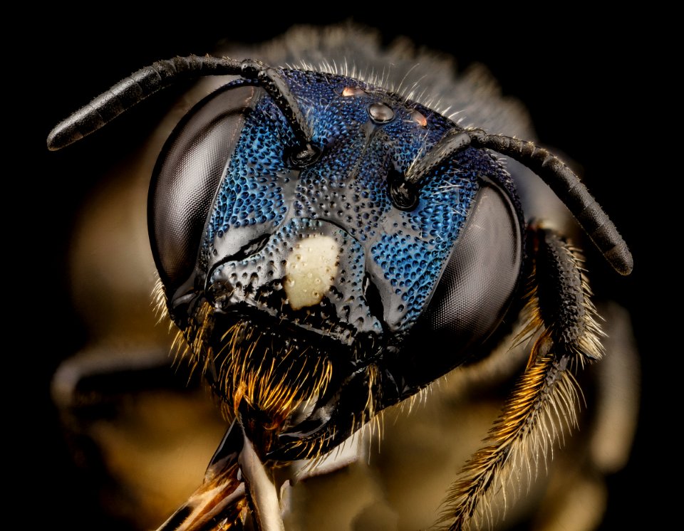 bee ceratina monster, f, ukraine, face 2014-08-09-12.33.42 ZS PMax