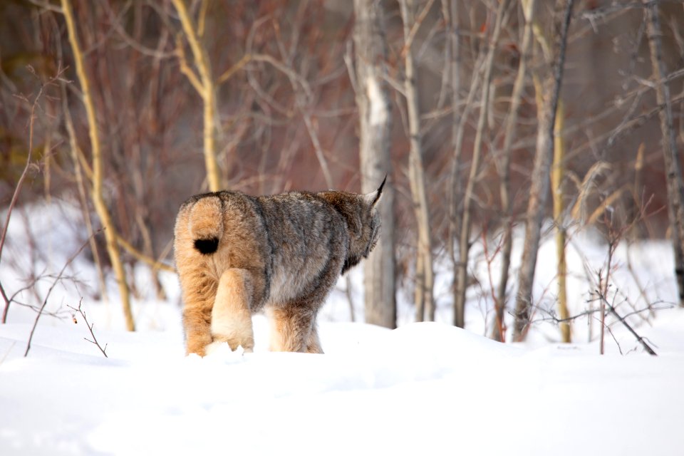 Lynx Project At Yukon Flats National Wildlife Refuge