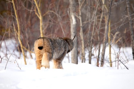 Lynx Project At Yukon Flats National Wildlife Refuge