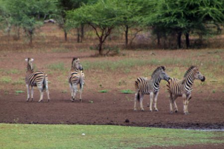 Swaziland