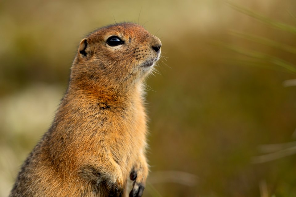 Arctic ground squirrel