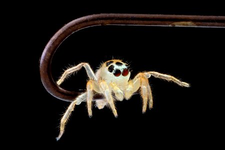 Jumping-Spider,on-fishhook-face 2012-08-02-16.22.56-ZS-PMax photo