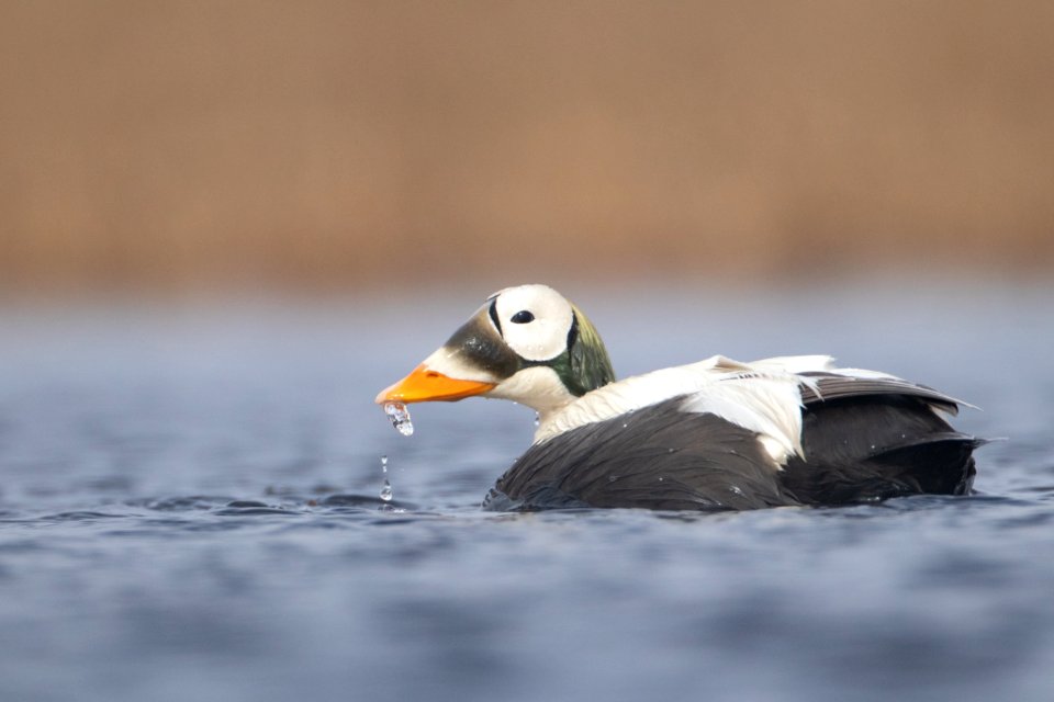 Male spectacled eider feeding