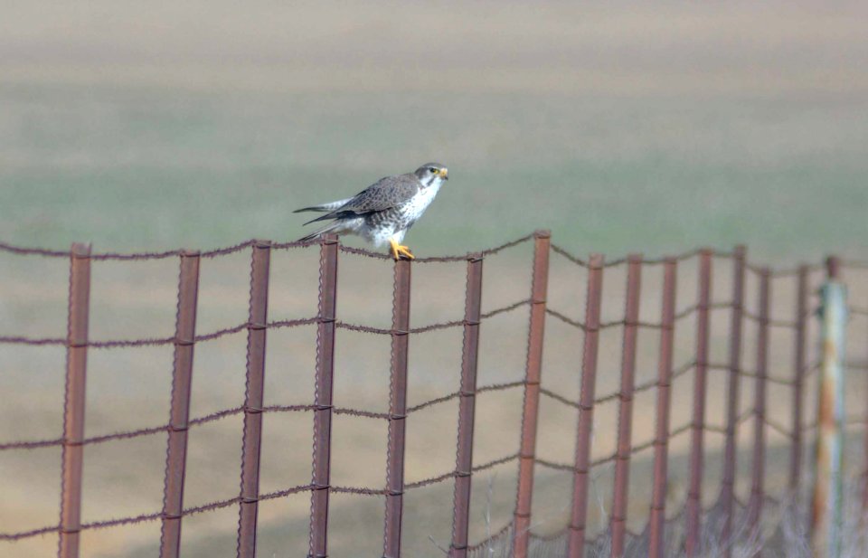 FALCON, PRAIRIE (1-19-08) adult, branch mountain rd -1