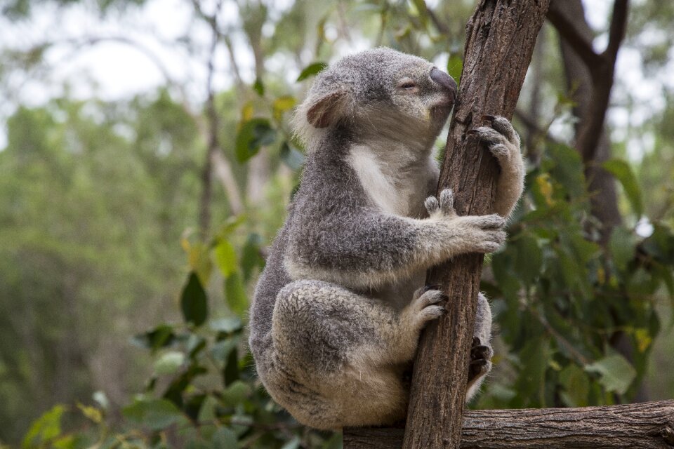 Brisbane eucalyptus koala