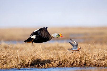 Eider and phalarope