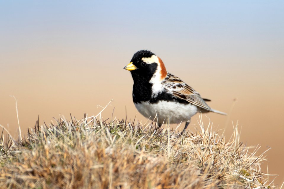 Close-up longspur photo