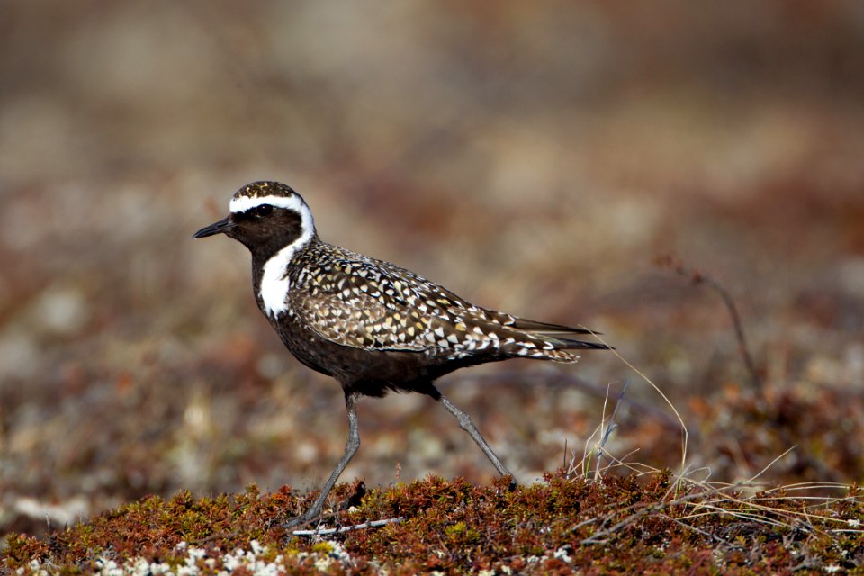 American golden-plover photo