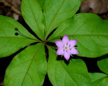 STARFLOWER (trientalis latifolia) (4-9-08) -2