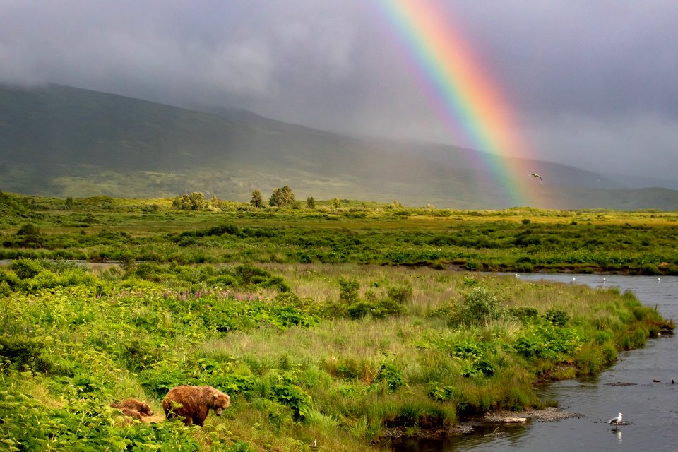 Kodiak bears under the rainbow