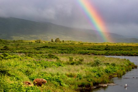 Kodiak bears under the rainbow photo