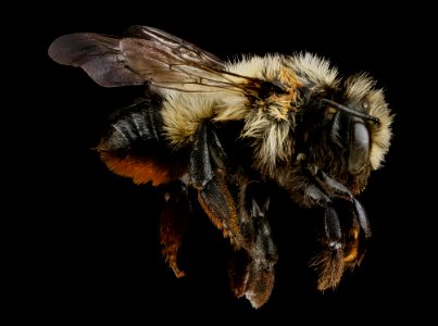 Megachile melanophaea, side 2012-07-16-18.05