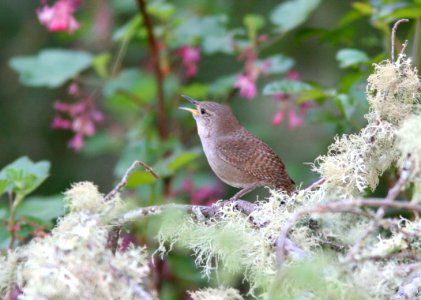WREN, HOUSE (4-14-08) -1
