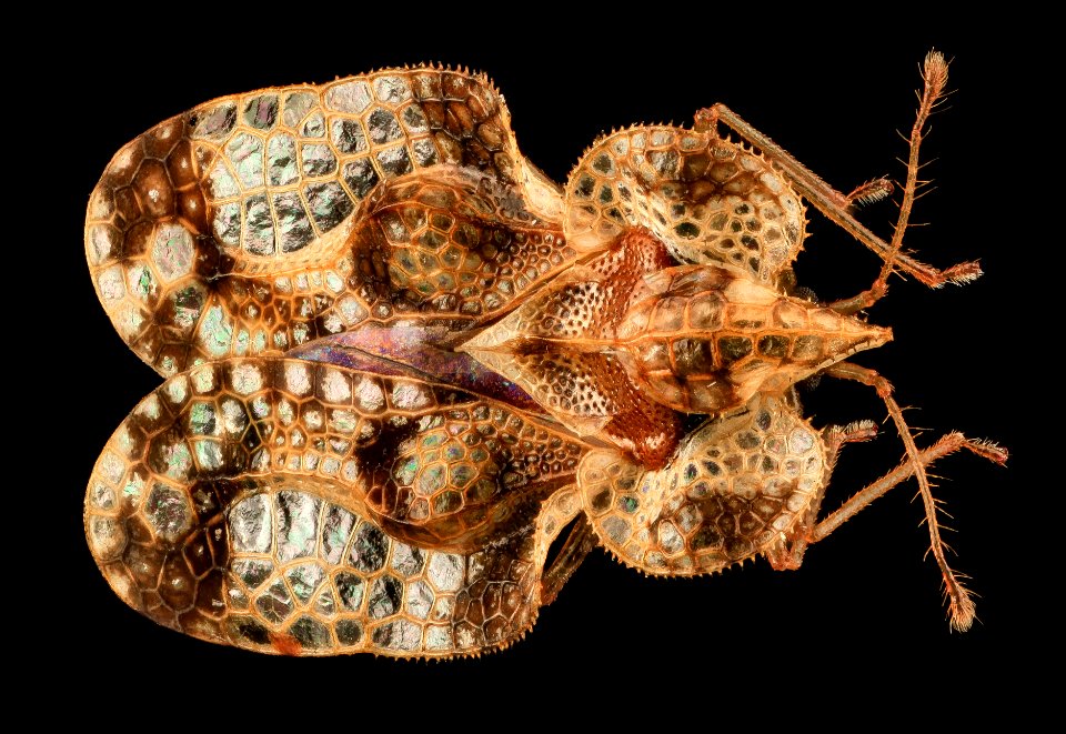 Lace Bug, MD, PG County 2013-08-20-16.56.18 ZS PMax