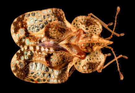 Lace Bug, MD, PG County 2013-08-20-16.56.18 ZS PMax photo