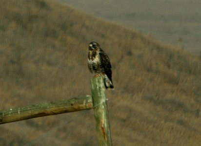 HAWK, ROUGH-LEGGED (11-23-07) carrizo -1