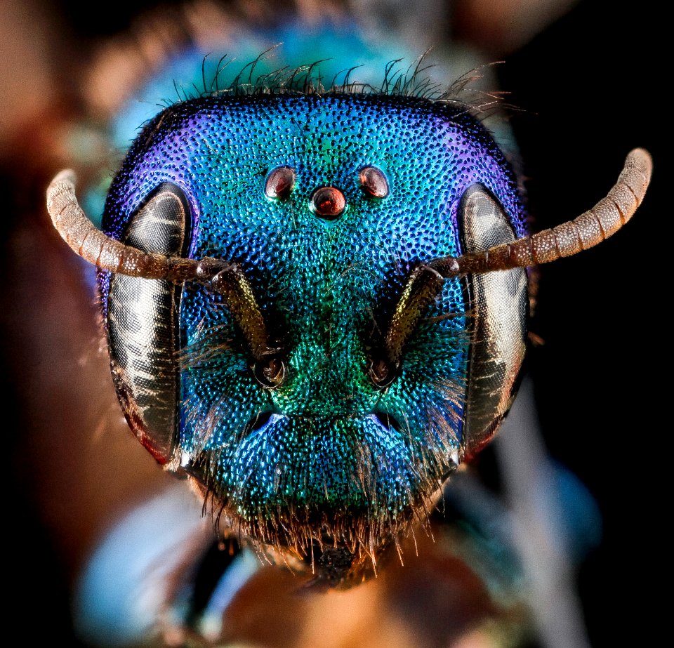 Hoplitis fulgida, female, face 2012-06-25-15.22.53 ZS PMax