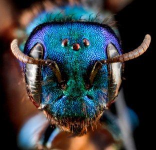 Hoplitis fulgida, female, face 2012-06-25-15.22.53 ZS PMax photo