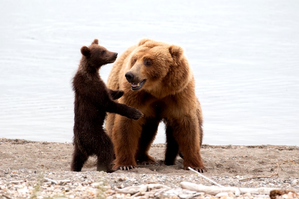 Sow and cubs on beach