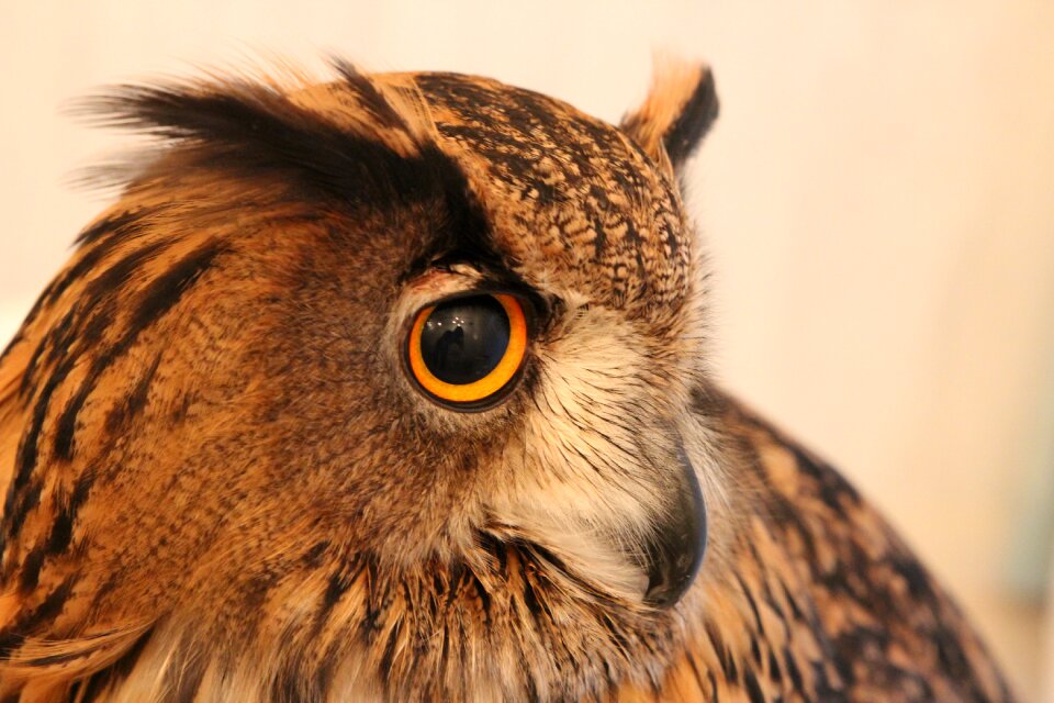 Beak feathers raptor