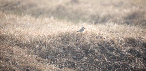 Banded semipalmated sandpiper