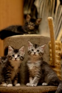 Chatons GALIT 13.12.2015 - Février 2016