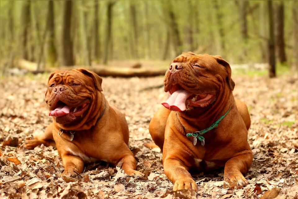Dog de bordeaux french mastiff moloss
