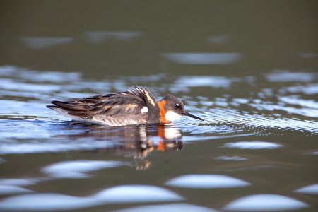 Red-necked phalarope female