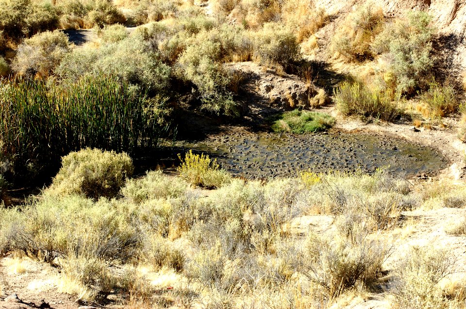 Quail Springs, detail of the lower pool, Carrizo Plain Nat Monument, SLO Co, CA