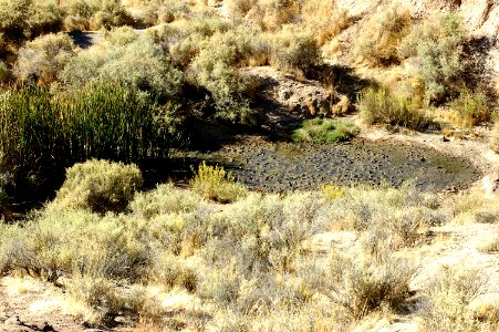 Quail Springs, detail of the lower pool, Carrizo Plain Nat Monument, SLO Co, CA