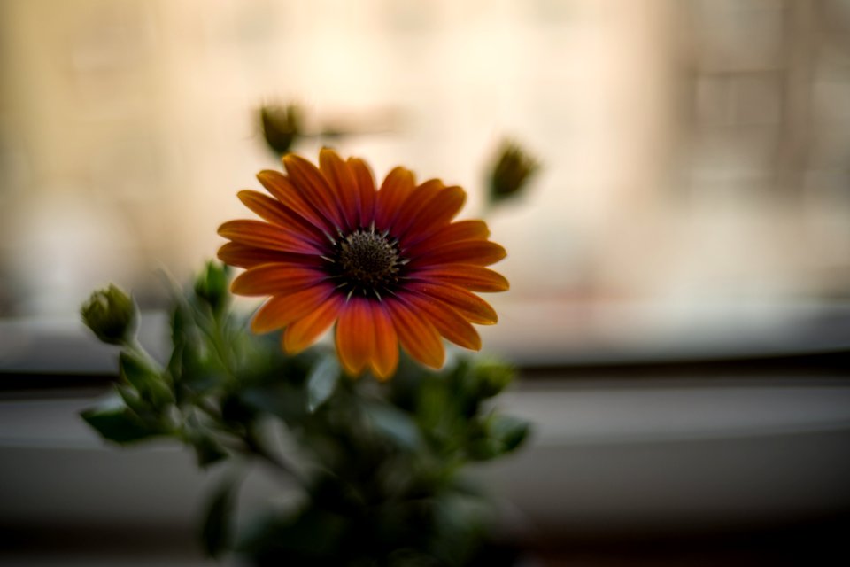 flower on the windowsill.