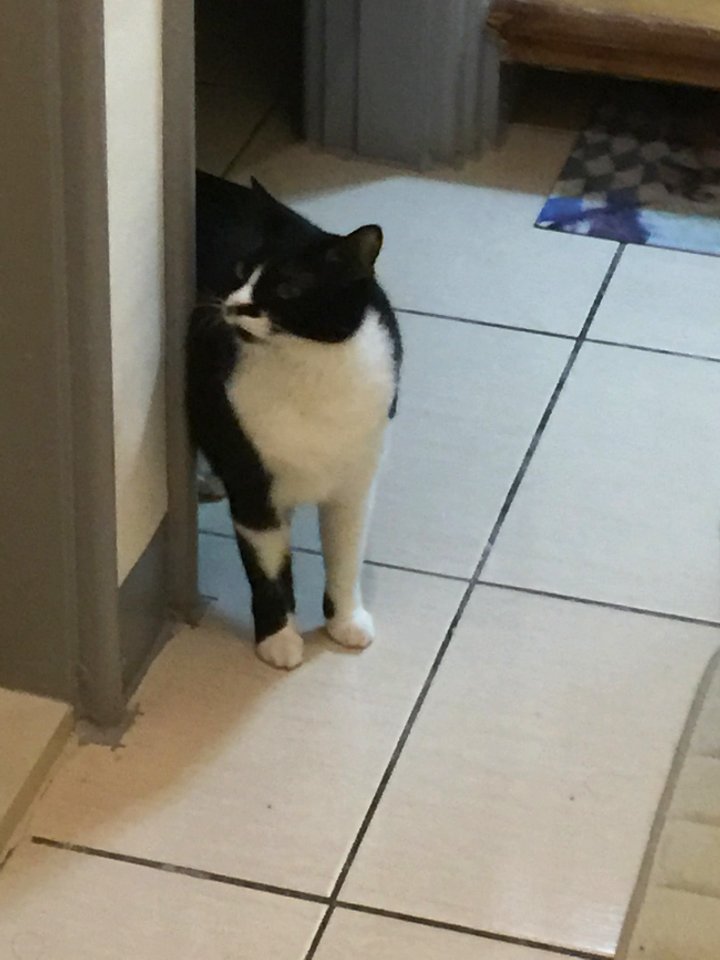 煎魚 2