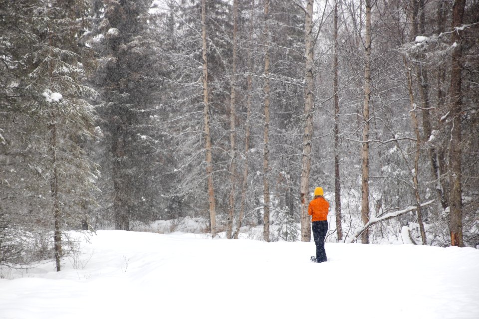 Snowshoeing at Kenai Refuge.