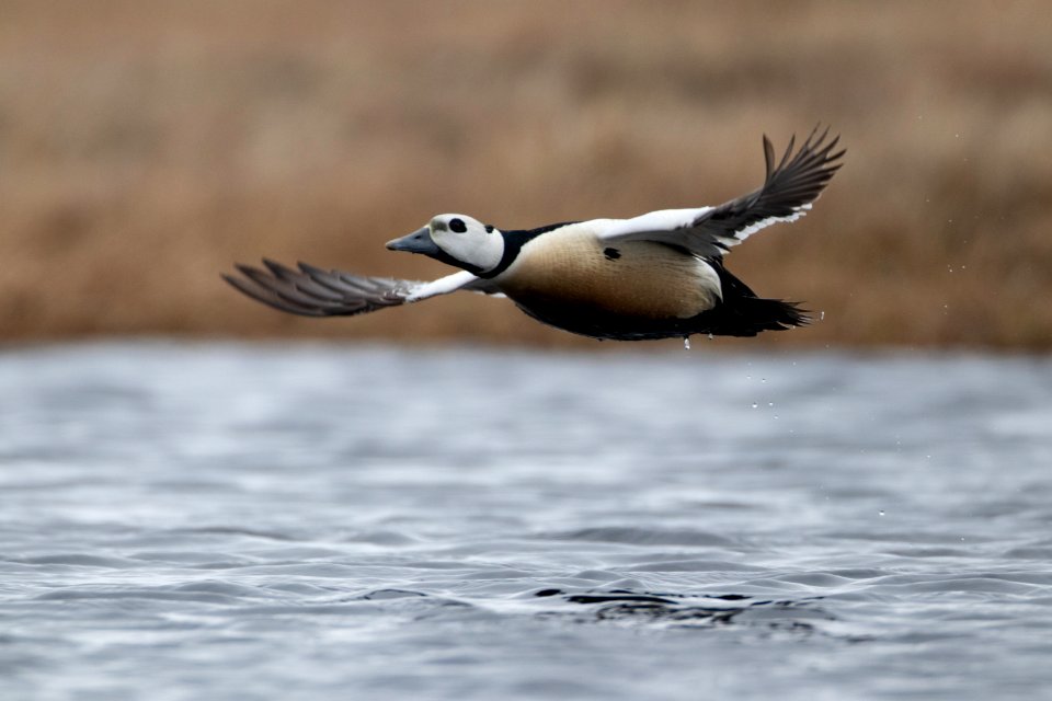 Steller's eider flight over water