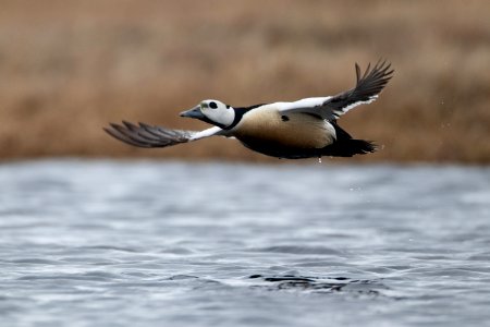Steller's eider flight over water