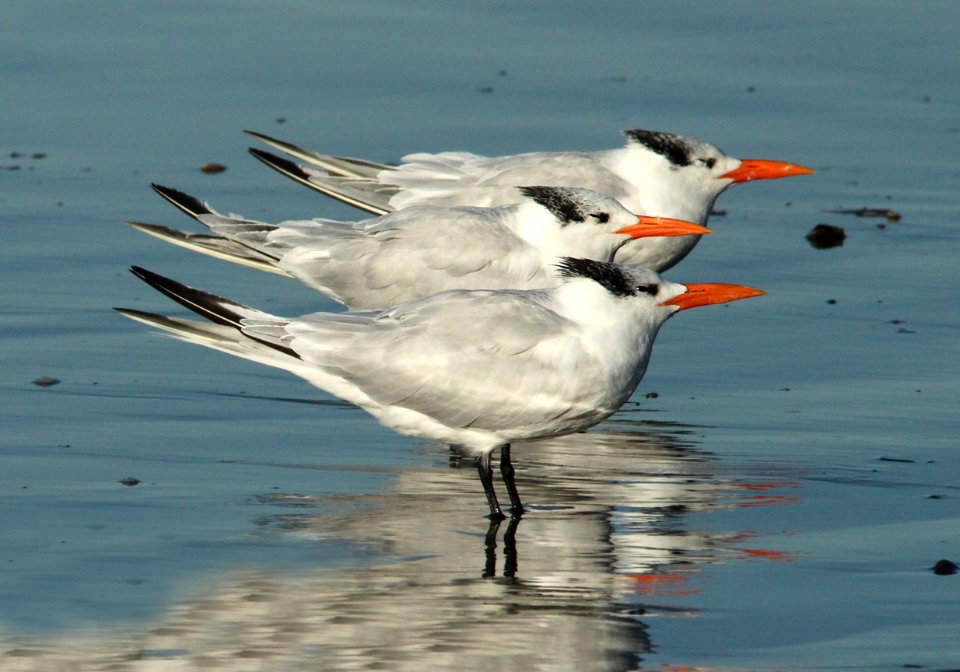 TERN, ROYAL (11-19-09) cayucos, slo co, ca -06