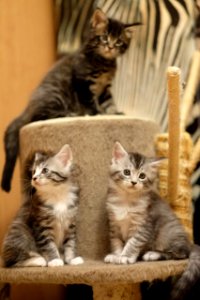 Chatons GALIT 13.12.2015 - Février 2016