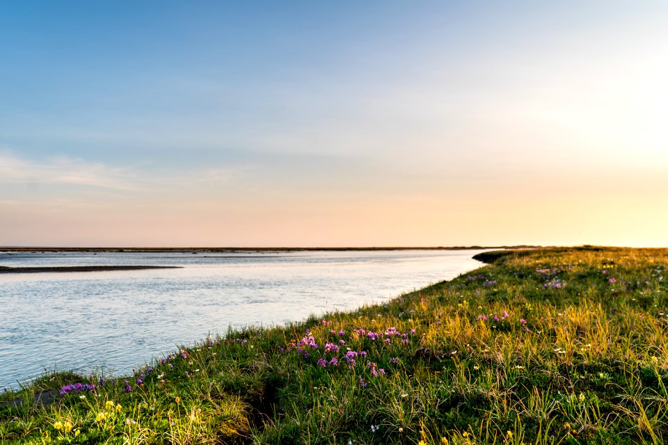 Flowers along the river