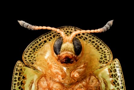 Gratiana pallidula, U, Face2, Patuxent WRC, MD 2013-07-09-12.40.04 ZS PMax photo