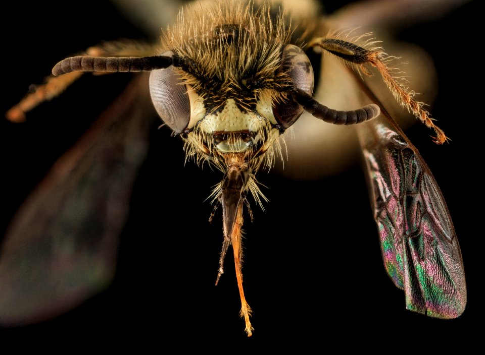 Calliopsis nebraskensis, Male, face, wallingford town, CT 2013-10-25-19.21.35 ZS PMax